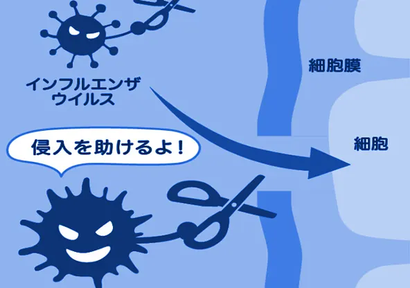 インフルエンザと歯周病の関係